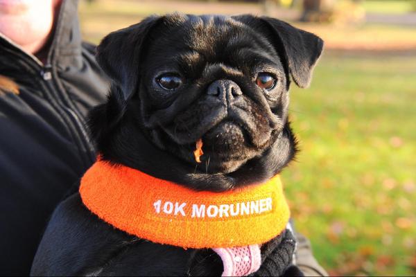 MoRun dog2