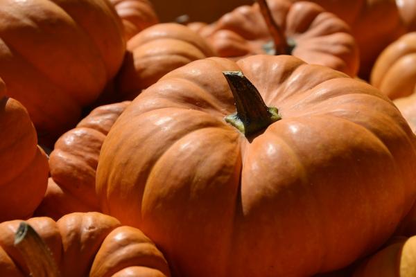 pumpkin 3680857 960 722