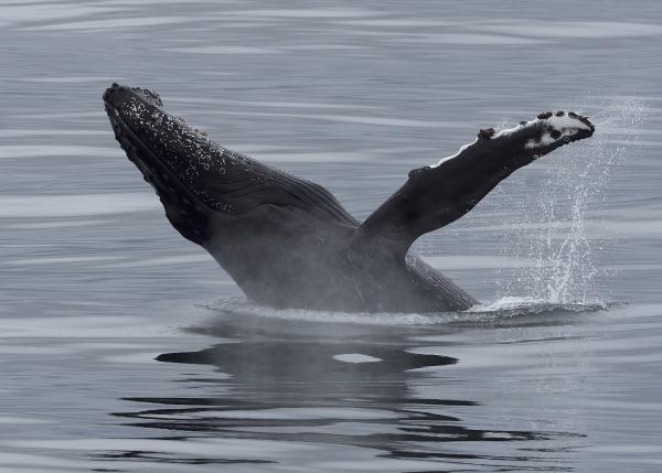 Humpback half breach Dan Brown HR 1