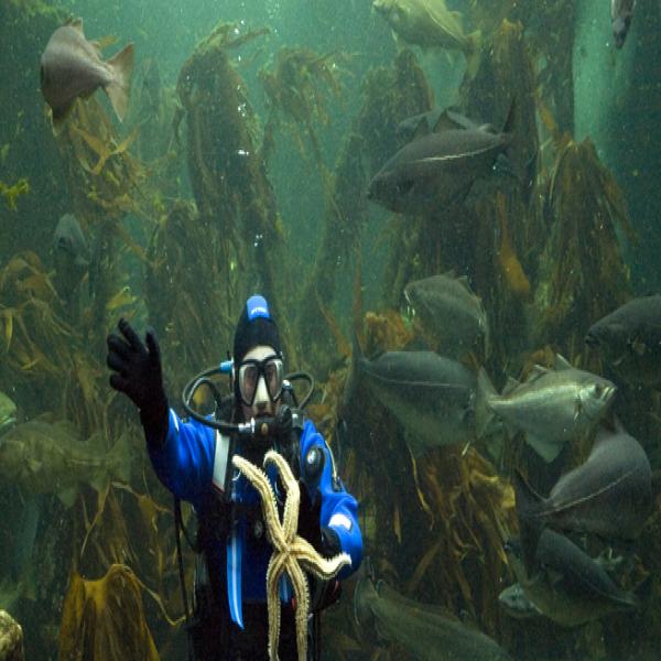macduff aquarium