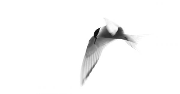 Arctic Tern