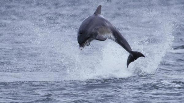 Dolphinwatch3