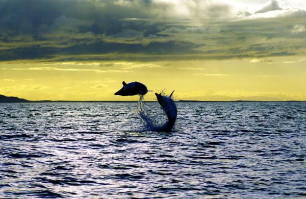 Dolphins6