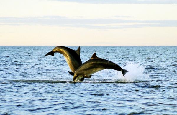 Dolphins 442 low res3
