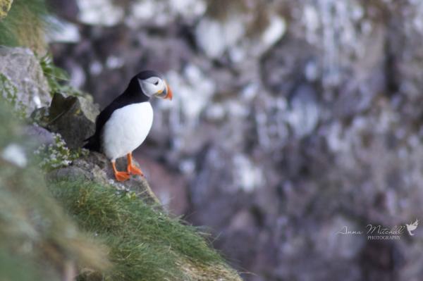 Puffins 7
