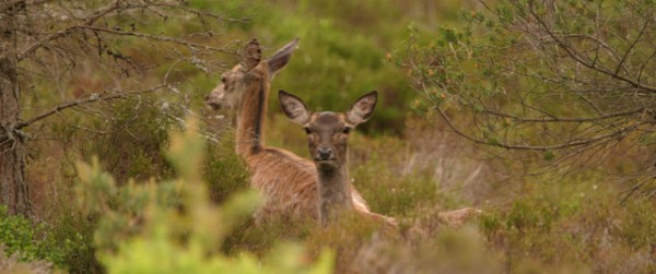 Glen Tanar Red Deer2