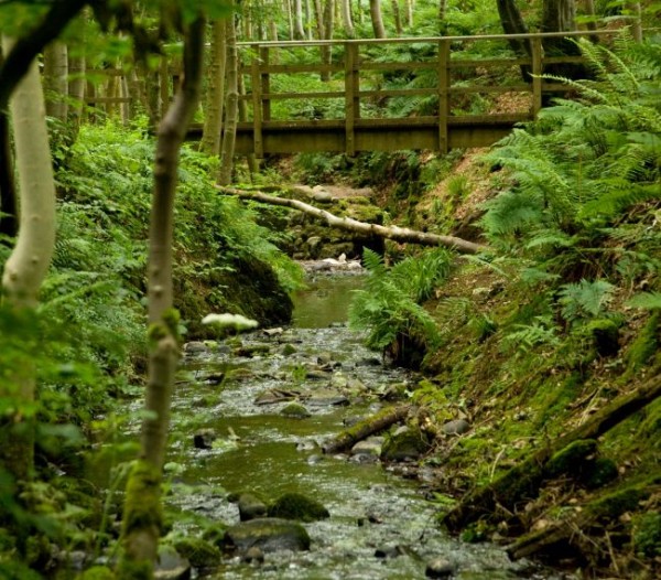 dunnottar woods