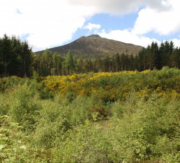 bennachie v2 Forestry Commission