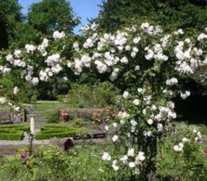Johnston Gardens Aberdeen