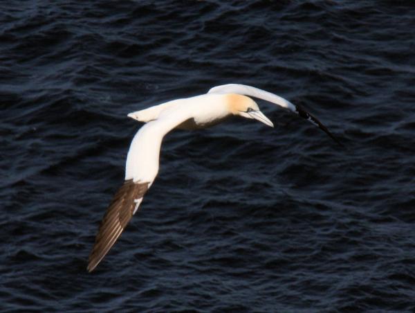 Gannet 8707